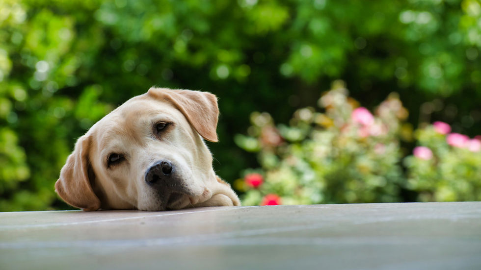 Yellow Labrador rests its head on a table in a green garden