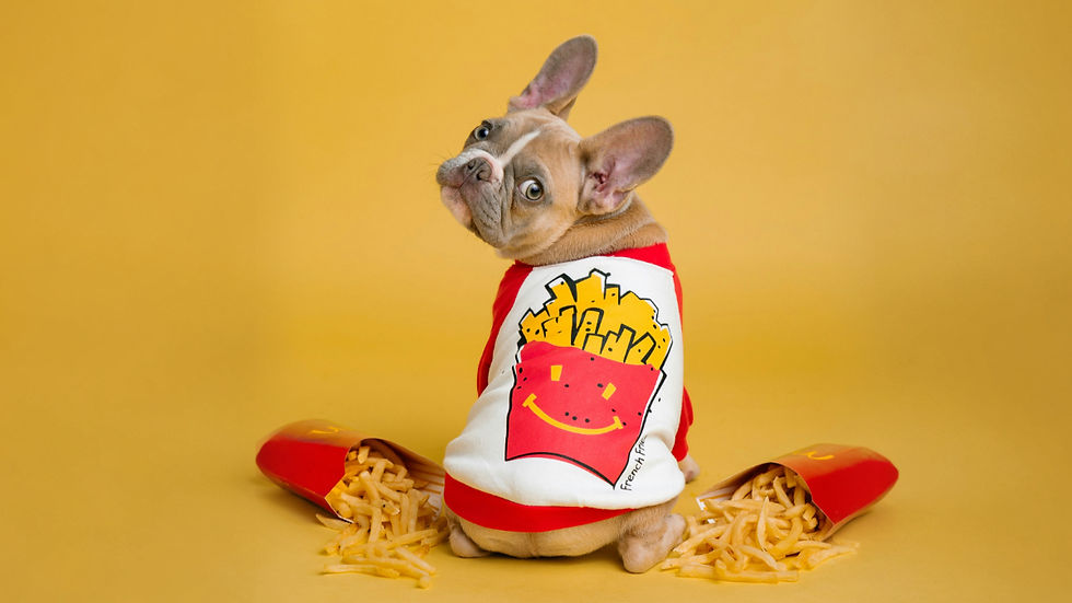 French bulldog in a red-and-white shirt with a fries graphic, sitting between spilled fries