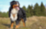 Bernese mountain dog standing in a grassy field