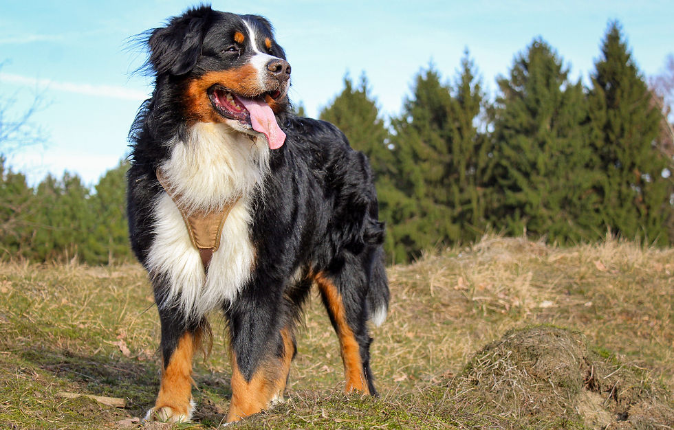 Bernese mountain dog standing in a grassy field
