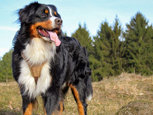 Bernese Mountain Dog standing in a grassy field
