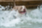 Pit Bull energetically splashes through water