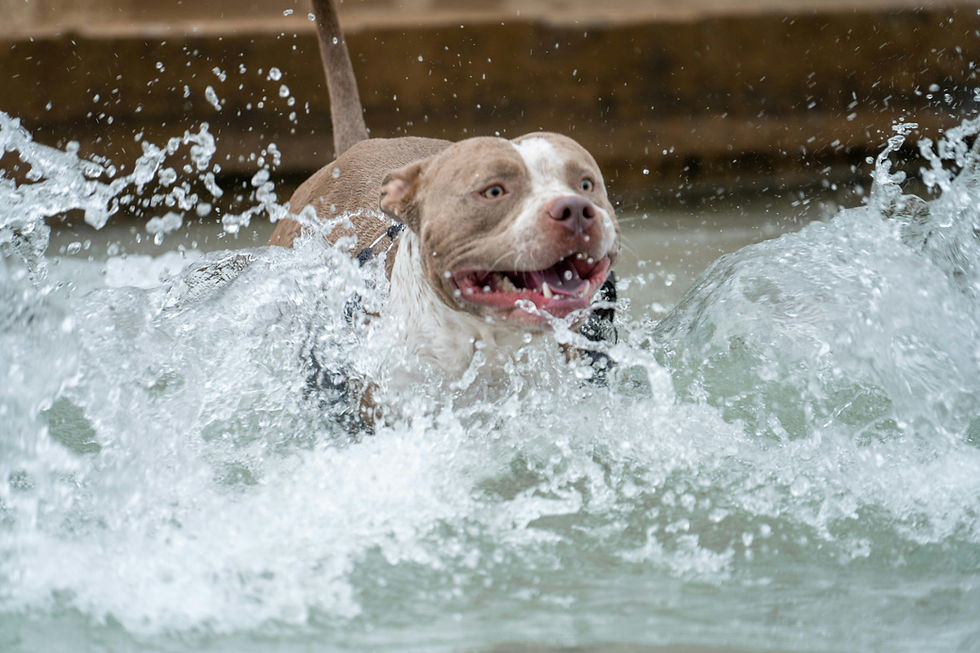 Pit Bull energetically splashes through water