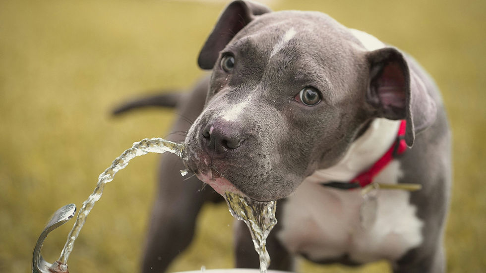 Gray and white pit bull puppy drinks from a fountain