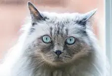 Ragdoll Senior