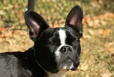Frenchton