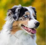 Blue Merle