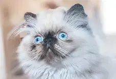 Persian & Himalayan