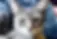 American Shorthair & Domestic Shorthair