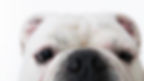 Best Pet Insurance Companies of July 2023