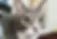 American Shorthair & Abyssinian