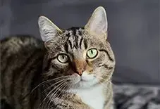 Munchkin & Tabby Mix