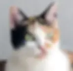 Calico