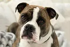English Boston-Bulldog