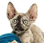 Tortoiseshell