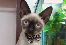 Devon Rex & Siamese