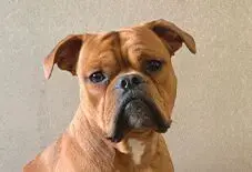 Bull-Boxer