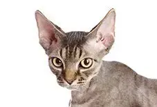 Devon Rex Senior