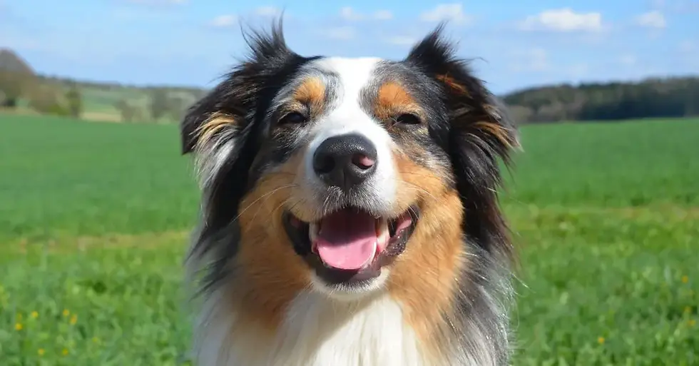 Australian Shepherd