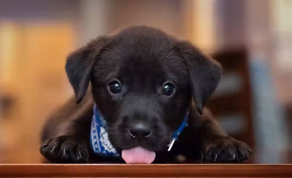 6 Tips for First-Time Dog Owners