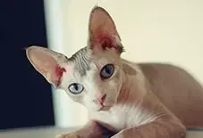 Sphynx Kitten