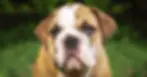 English Bulldog