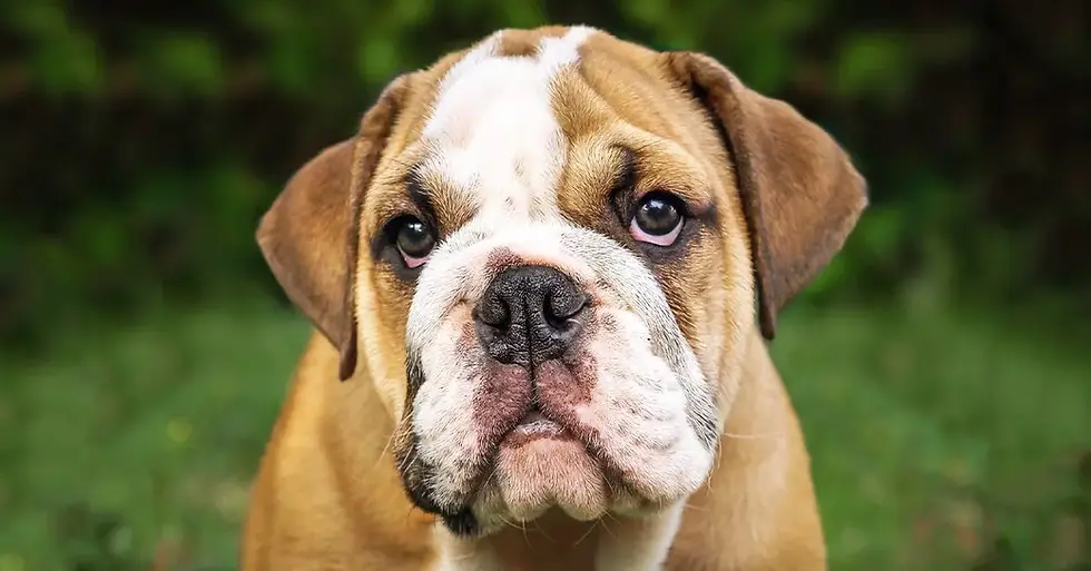 English Bulldog