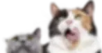 Portrtait of pets