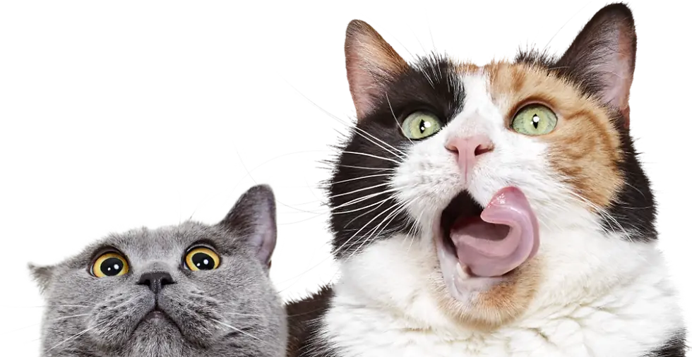 Portrtait of pets