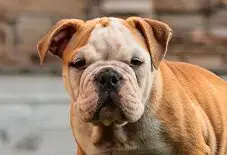 English Bulldog Puppy