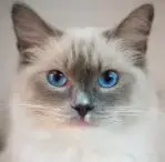 Blue Point