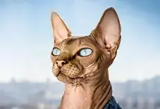 Sphynx Senior