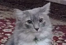 Munchkin & Domestic Cat Mix