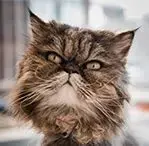 Brown Tabby
