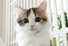 Munchkin & Persian Mix