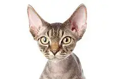 Devon Rex Adult