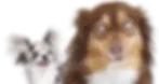 Portrtait of pets