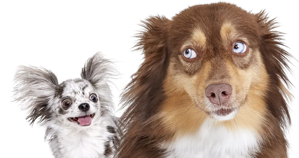 Portrtait of pets