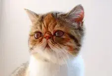 Persian & Domestic Shorthair