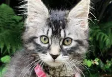 Ragdoll & Maine Coon