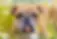 English Bulldog Senior