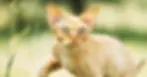 Devon Rex