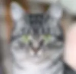 Silver Tabby