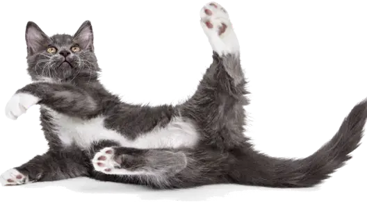 pet lying on its back