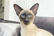 Sphynx & Siamese