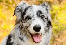 Border Aussie