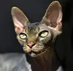 Tortoiseshell