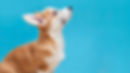 Pumpkin Pet Insurance Review 2023