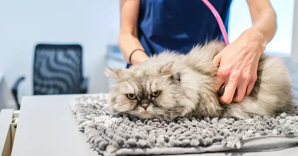 Cat Owners Aren’t Taking Them To The Vet Enough. That’s A Problem.