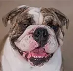 Brindle
